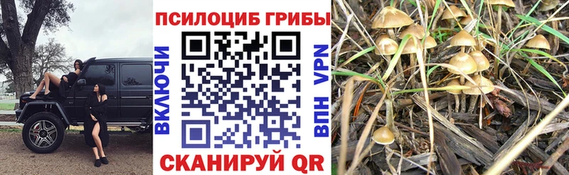 Галлюциногенные грибы Psilocybe  Буйнакск 