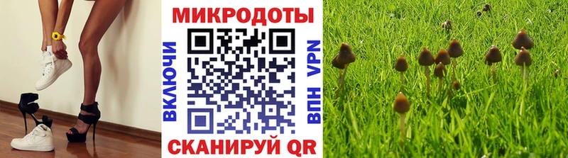 Псилоцибиновые грибы Cubensis Буйнакск
